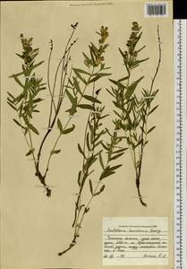 Шлемник байкальский Georgi, Сибирь, Прибайкалье и Забайкалье (S4) (Россия)