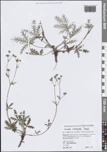 Лапчатка птичьеногая Tausch, Сибирь, Прибайкалье и Забайкалье (S4) (Россия)