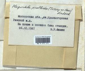 Plagiochila porelloides (Torr. ex Nees) Lindenb., Гербарий мохообразных, Мхи - Москва и Московская область (B6a) (Россия)
