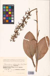 Любка зеленоцветковая (Custer) Rchb., Восточная Европа, Нижневолжский район (E9) (Россия)