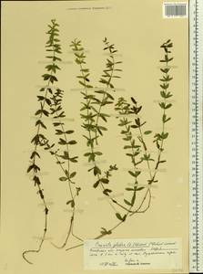 Cruciata verna subsp. verna, Восточная Европа, Северо-Западный район (E2) (Россия)