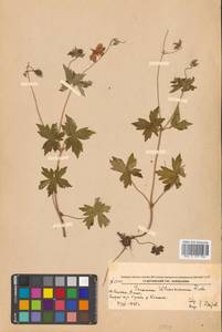 Герань Власова Fisch. ex Link, Сибирь, Дальний Восток (S6) (Россия)