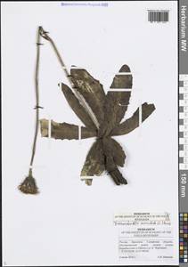 Trommsdorffia maculata (L.) Bernh., Восточная Европа, Средневолжский район (E8) (Россия)