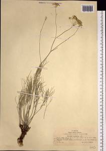 Жабрица голая Willd. ex Schult., Сибирь, Западный (Казахстанский) Алтай (S2a) (Казахстан)