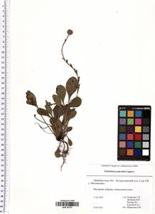 Globularia bisnagarica L., Восточная Европа, Восточный район (E10) (Россия)