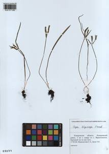 Гусиный лук длиннострелковый Grossh., Сибирь, Алтай и Саяны (S2) (Россия)