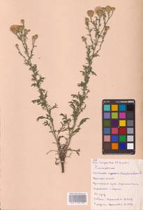 Centaurea stoebe subsp. stoebe, Сибирь, Дальний Восток (S6) (Россия)