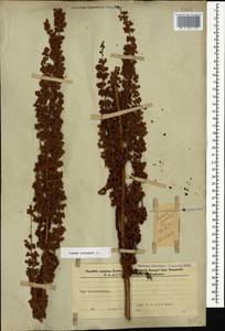 Щавель курчавый L., Кавказ, Азербайджан (K6) (Азербайджан)