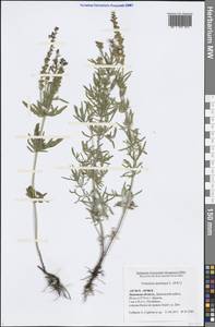 Вероника австрийская L., Восточная Европа, Центральный лесостепной район (E6) (Россия)