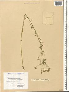 Молочай Сегье Neck., Кавказ, Грузия (K4) (Грузия)