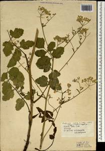 Пастернак посевной L., Зарубежная Азия (ASIA) (Турция)