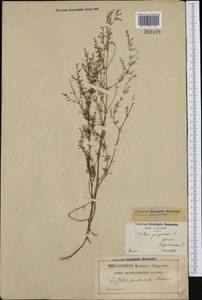 Asperula purpurea (L.) Ehrend., Западная Европа (EUR) (Франция)