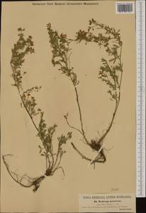 Medicago prostrata Jacq., Западная Европа (EUR) (Австрия)