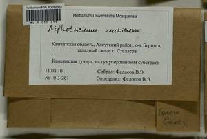 Niphotrichum muticum (Kindb.) Bedn.-Ochyra & Ochyra, Гербарий мохообразных, Мхи - Чукотка и Камчатка (B21) (Россия)