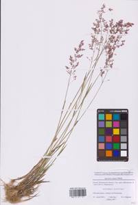 Полевица тонкая L., Восточная Европа, Московская область и Москва (E4a) (Россия)