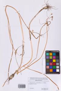 Лук огородный L., Восточная Европа, Московская область и Москва (E4a) (Россия)