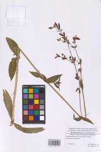 Silene dioica subsp. dioica, Восточная Европа, Московская область и Москва (E4a) (Россия)