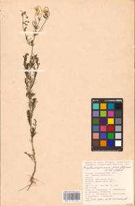 Трехреберник мелкоцветковый (Willd.) Pobed., Восточная Европа, Нижневолжский район (E9) (Россия)