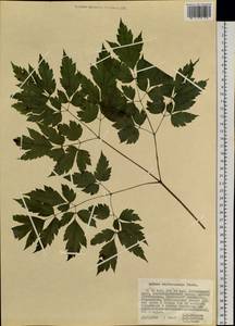 Actaea rubra subsp. rubra, Сибирь, Дальний Восток (S6) (Россия)
