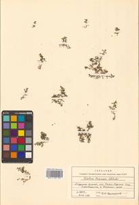 Повойничек трехтычинковый Schkuhr, Сибирь, Дальний Восток (S6) (Россия)