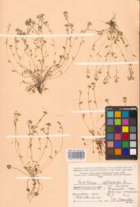 Ложечница гренладская L., Восточная Европа, Северный район (E1) (Россия)