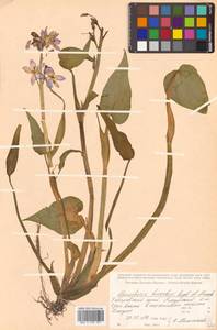 Pontederia korsakowii (Regel & Maack) M.Pell. & C.N.Horn, Сибирь, Дальний Восток (S6) (Россия)