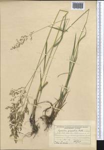 Полевица гигантская Roth, Средняя Азия и Казахстан, Западный Тянь-Шань и Каратау (M3) (Киргизия)