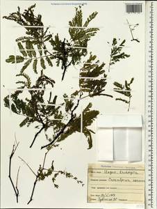 Caesalpinia coriaria (Jacq.)Willd., Зарубежная Азия (ASIA) (Индия)