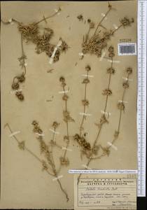 Pyankovia brachiata (Pall.) Akhani & Roalson, Средняя Азия и Казахстан, Памир и Памиро-Алай (M2) (Таджикистан)