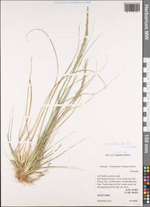 Sporobolus fertilis (Steud.) Clayton, Зарубежная Азия (ASIA) (Вьетнам)