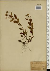Kalimeris indica subsp. indica, Зарубежная Азия (ASIA) (Япония)