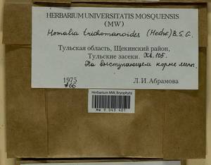 Homalia trichomanoides (Hedw.) Brid., Гербарий мохообразных, Мхи - Центральное Нечерноземье (B6) (Россия)