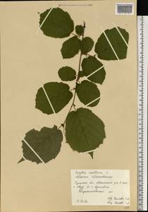 Орешник обыкновенный, Лещина обыкновенная L., Восточная Европа, Центральный район (E4) (Россия)