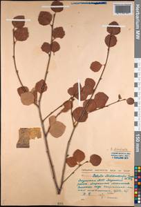 Береза кустарниковая Pall., Сибирь, Якутия (S5) (Россия)