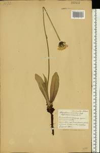 Trommsdorffia maculata (L.) Bernh., Восточная Европа, Белоруссия (E3a) (Белоруссия)