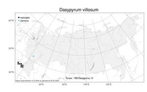 Dasypyrum villosum, Дазипирум мохнатый (L.) Borbás, Атлас флоры России (FLORUS) (Россия)