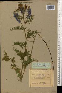 Горошек мышиный L., Кавказ, Азербайджан (K6) (Азербайджан)