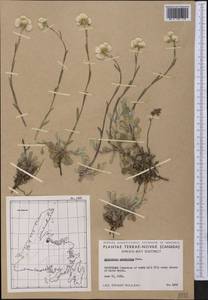 Antennaria howellii subsp. petaloidea (Fernald) R. J. Bayer, Америка (AMER) (Канада)
