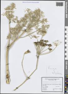 Прангос курчавокрылый DC., Зарубежная Азия (ASIA) (Иран)