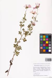 Chrysanthemum oreastrum Hance, Восточная Европа, Московская область и Москва (E4a) (Россия)