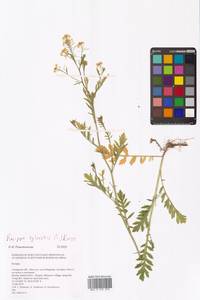 Жерушник лесной (L.) Besser, Восточная Европа, Средневолжский район (E8) (Россия)