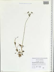 Костенец зонтичный, Восточная Европа, Ростовская область (E12a) (Россия)