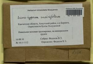Sciuro-hypnum uncinifolium (Broth. & Paris) Ochyra & Żarnowiec, Гербарий мохообразных, Мхи - Чукотка и Камчатка (B21) (Россия)