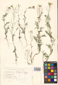 Дескурения Софии (L.) Webb ex Prantl, Средняя Азия и Казахстан, Прикаспийский Устюрт и Северное Приаралье (M8) (Казахстан)