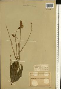 Pseudopodospermum hispanicum subsp. hispanicum, Восточная Европа, Южно-Украинский район (E12) (Украина)