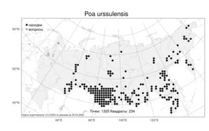Poa urssulensis, Мятлик урсульский Trin., Атлас флоры России (FLORUS) (Россия)
