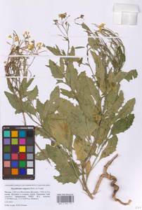 Гулявник волжский M.Bieb. ex E.Fourn., Восточная Европа, Московская область и Москва (E4a) (Россия)