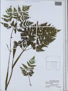Бутень золотистый L., Восточная Европа, Московская область и Москва (E4a) (Россия)