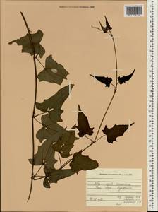 Momordica, Зарубежная Азия (ASIA) (Вьетнам)