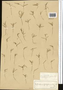 Лепталеум нителистный (Willd.) DC., Средняя Азия и Казахстан, Сырдарьинские пустыни и Кызылкумы (M7) (Казахстан)